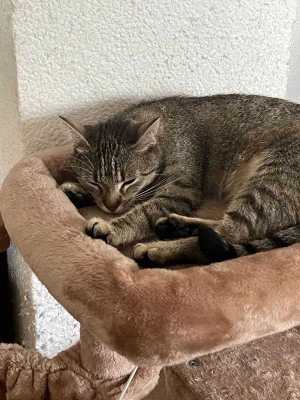 Kiesel, Stendal