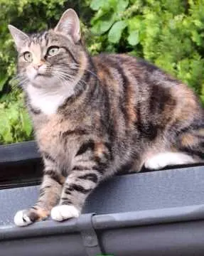 Lissy, Grünhain-Beierfeld