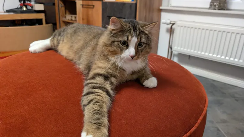 Merlin, Braunschweig