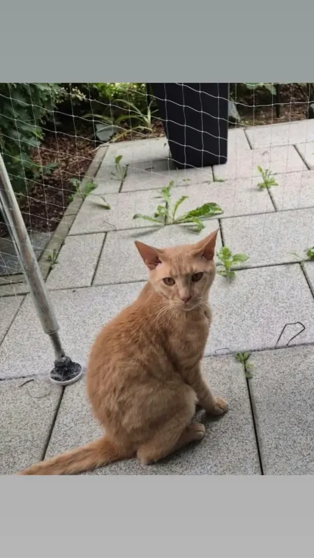 Louis, Braunschweig