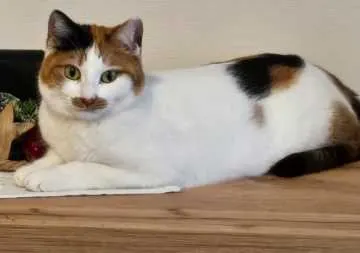 Mina, Bocholt