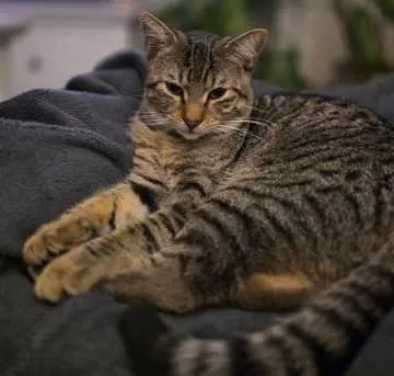 Theo, Barleben