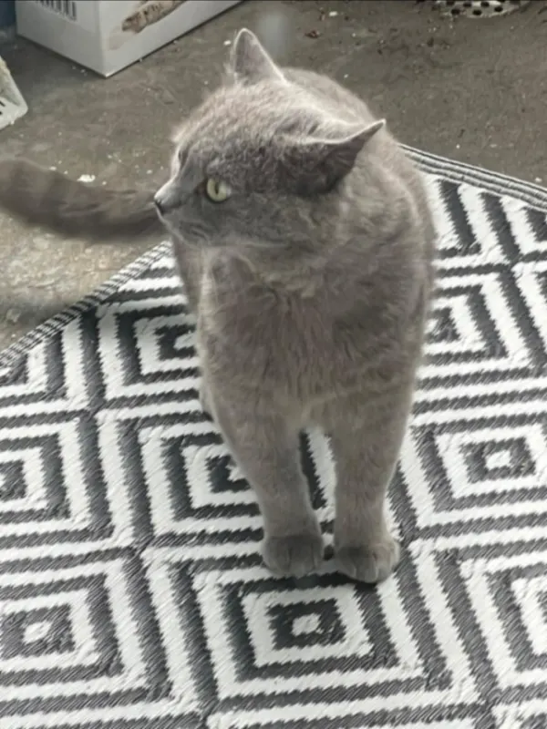 Dark, Waldbröl