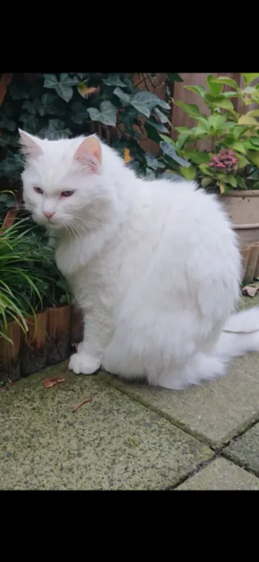 Chanelle, Waldbröl