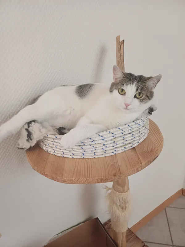 Moly, Waldbröl