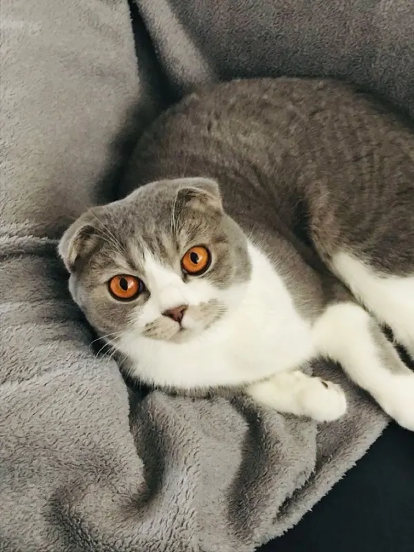 Leo, Waldshut-Tiengen