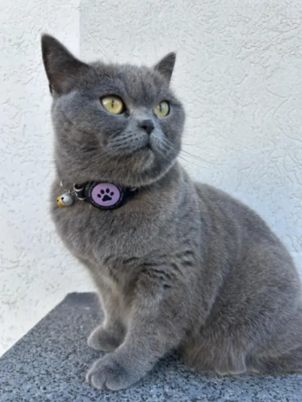 Diva, Gartenstadt