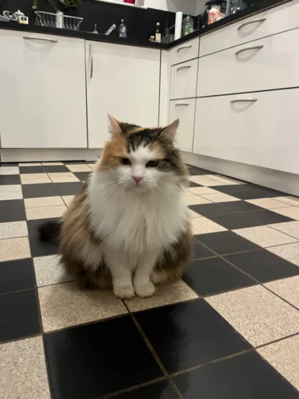 Minou, Ludwigshafen am Rhein