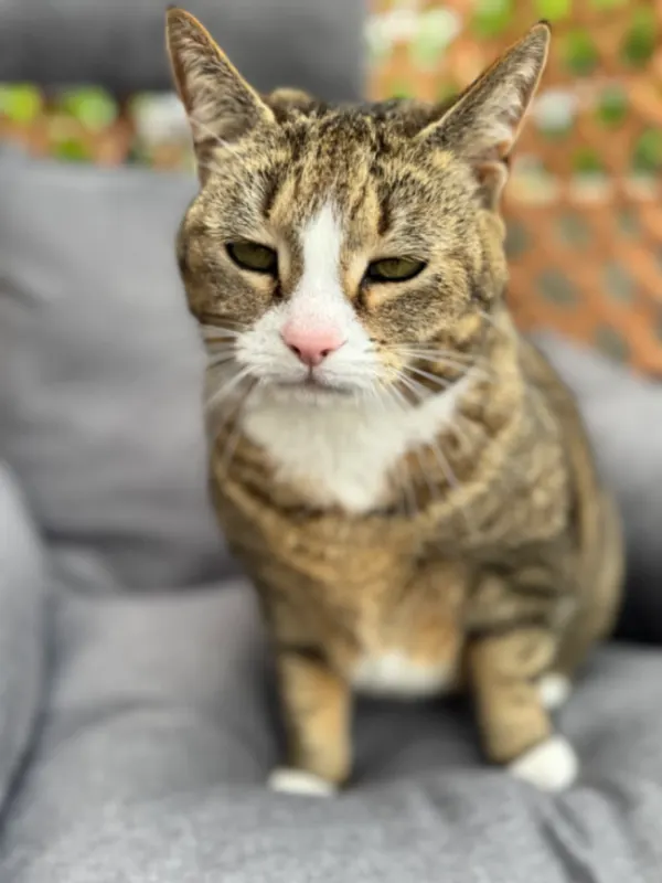 Kitty, Alfter