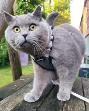 Yuki, Hamburg