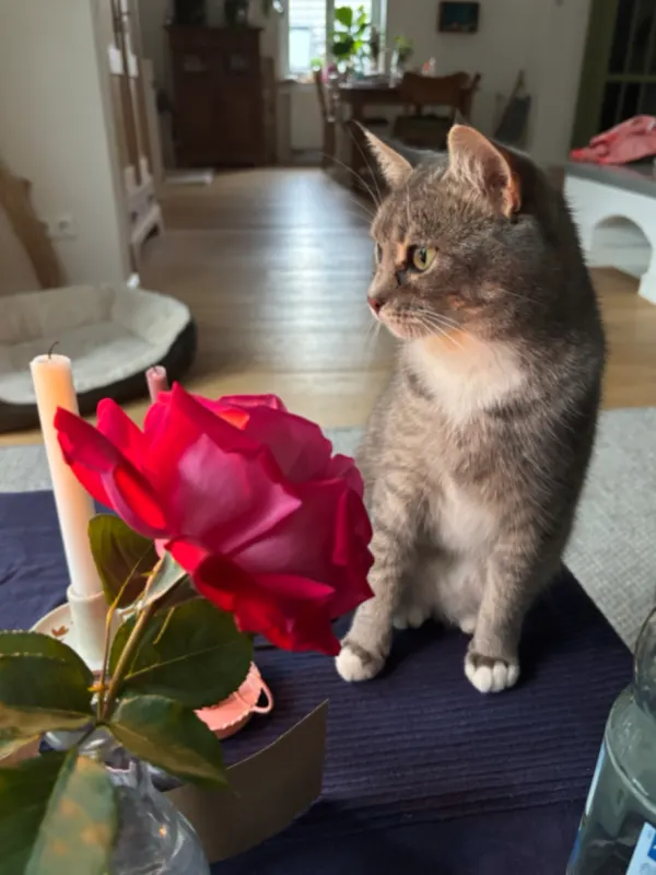 Harriet, Wangen