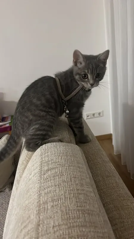 Sheyla, Wangen