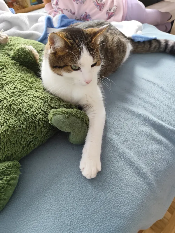 Findus, Wangen