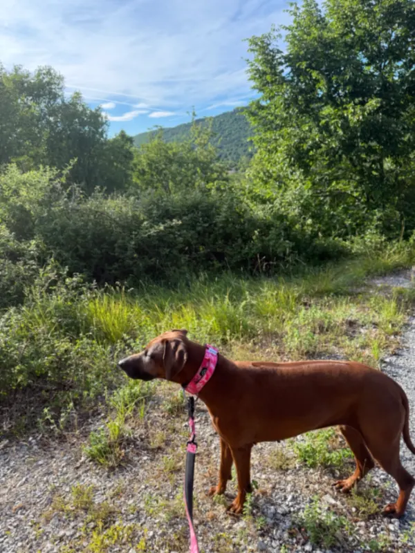 Amy, Wangen