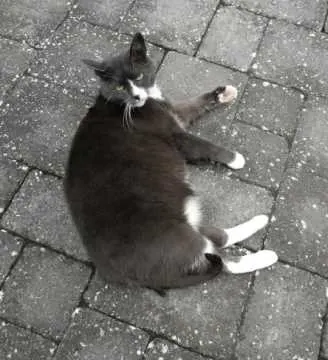 Kitty, Alsfeld