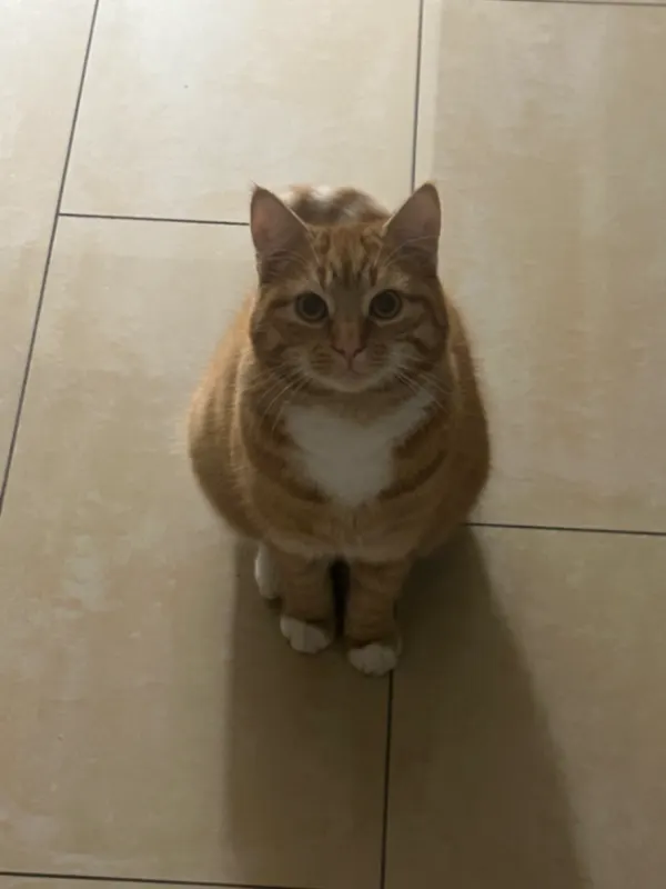 Mein Kater heißt Roma., Neheim