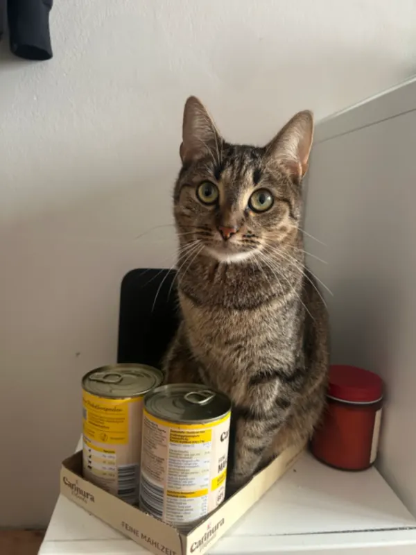 Tinker, Neheim