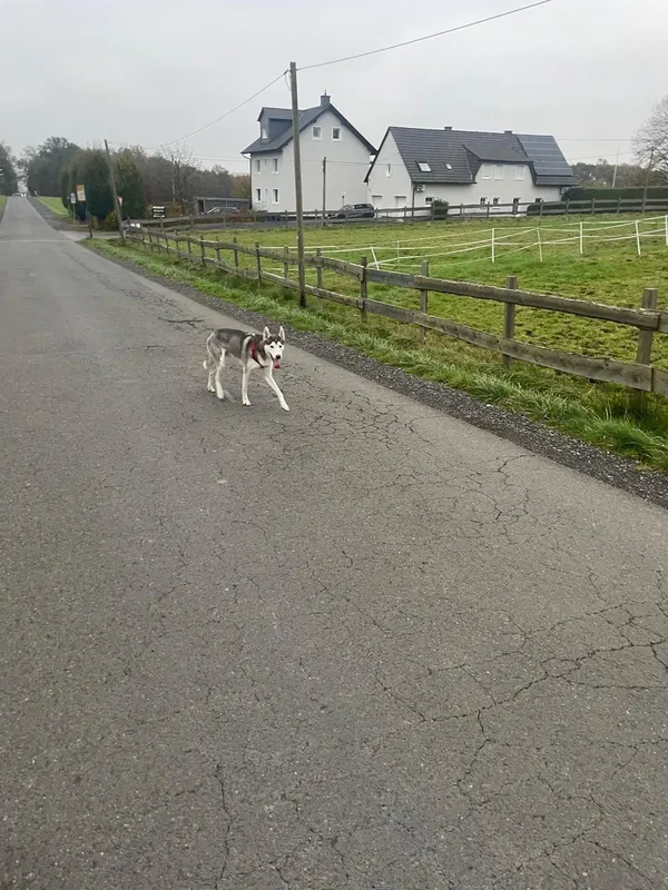 gino, Neheim