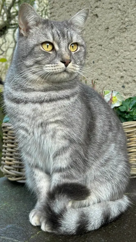 Karlie, Waren