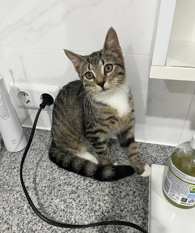Katze, Waren