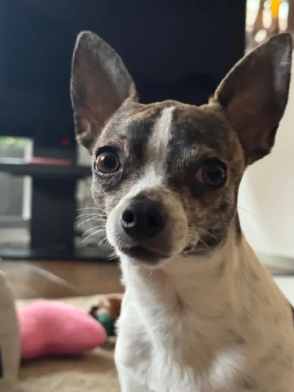 Chico, Warendorf