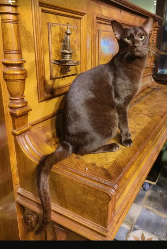 Dobby, Wandlitz