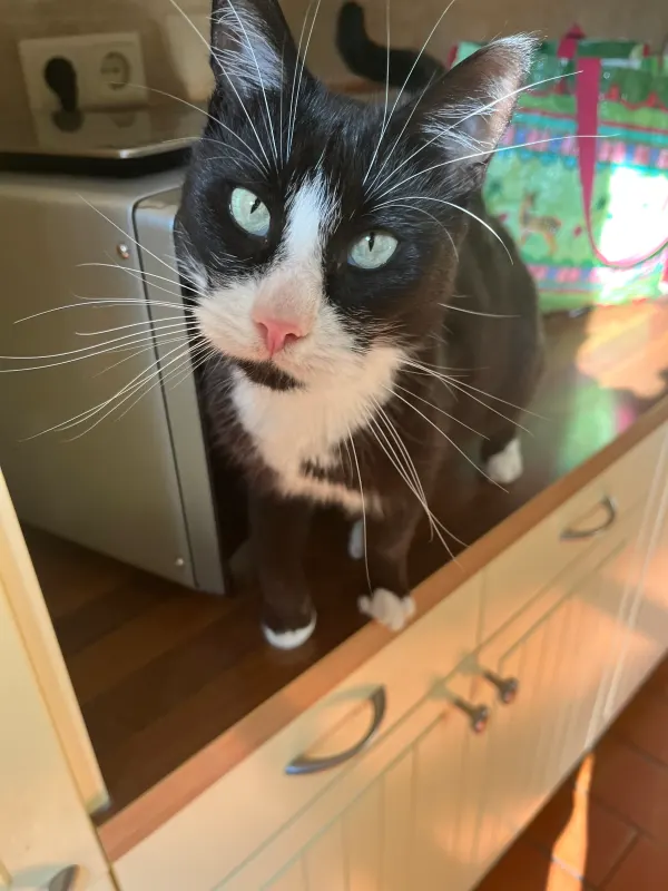 Charly Happa, Wandlitz