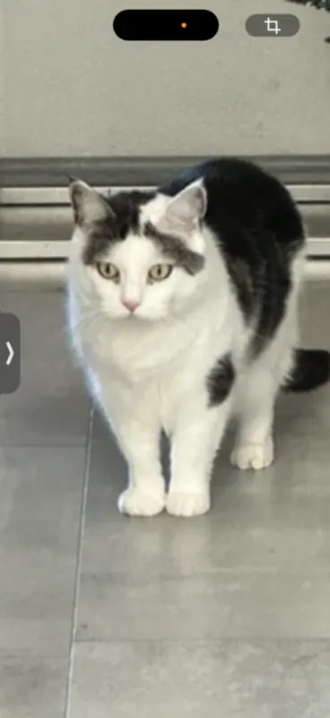 Bella, Lübbecke