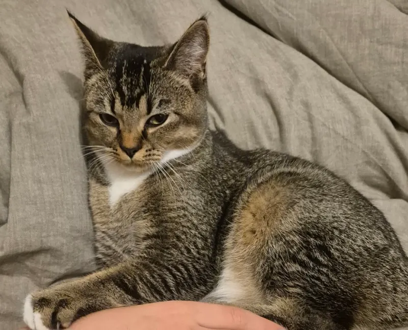 Amy, Osnabrück