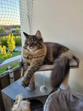 Diego, Aschersleben