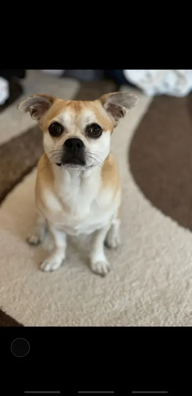 Diego, Osnabrück
