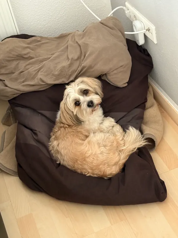 Muffin, Osnabrück