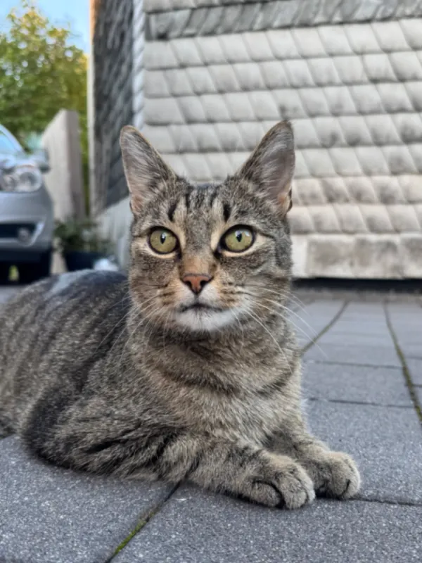 Felix, Ilmenau