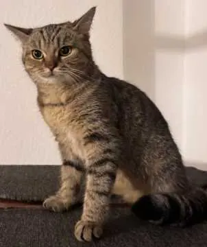 Lola, Gladbeck