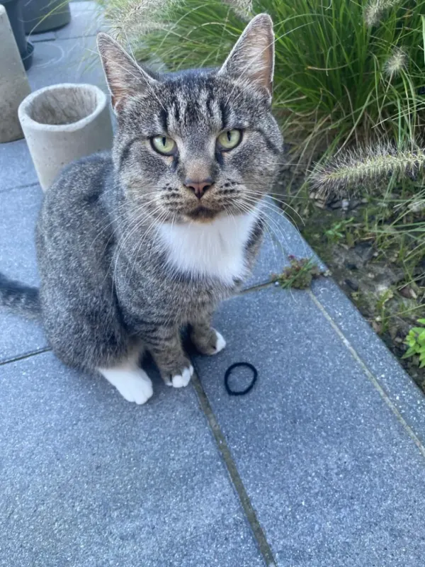 Jerry, Stralsund