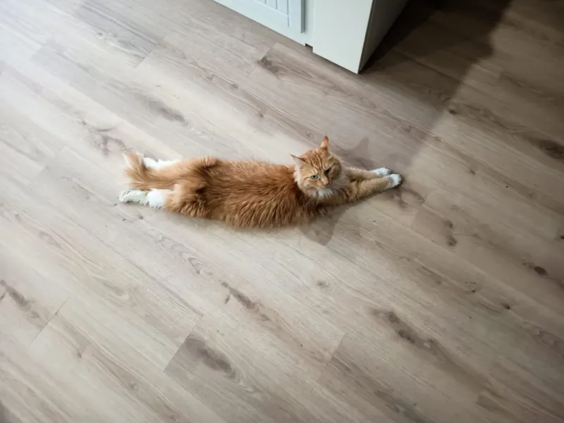 Barney, Stralsund