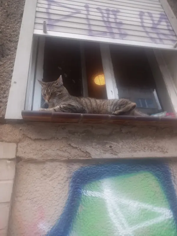 Katzi, Halle (Saale)