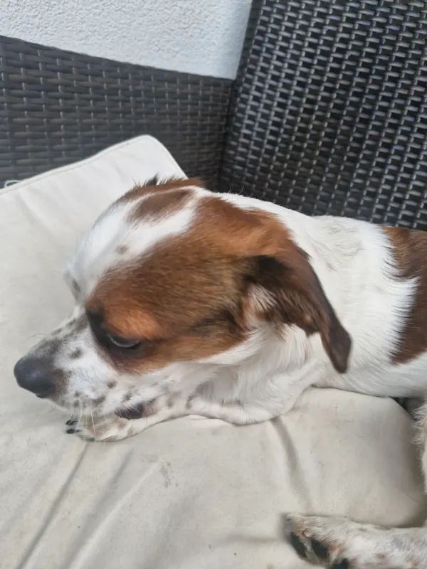 Simba, Halle (Saale)