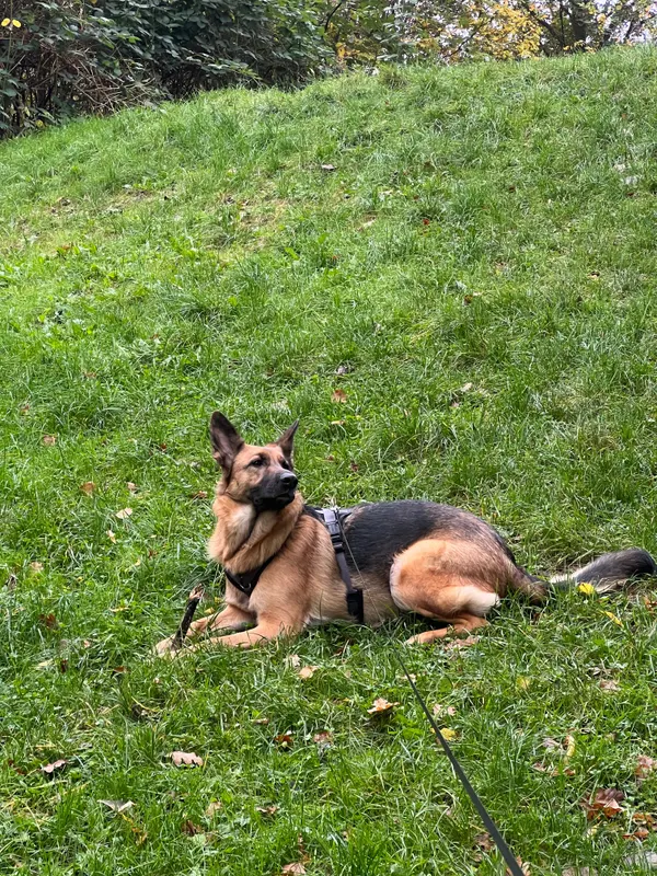 Luna, Wedel