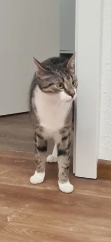 Mila, Weener
