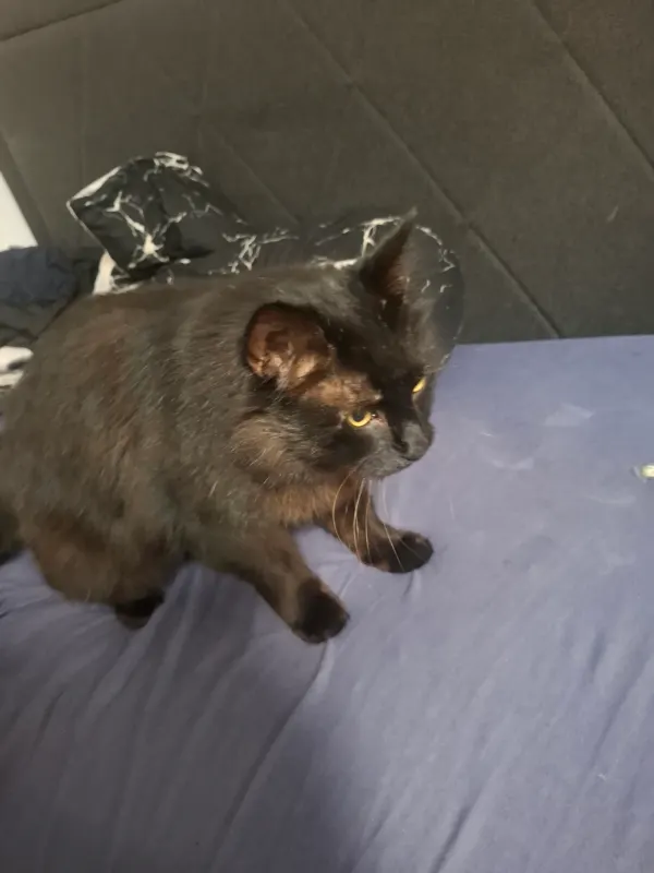 Katze gefunden, Wilhelmsburg