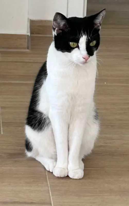 Tilda, Rissen