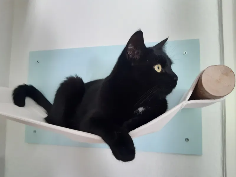 Pepper, Sasel