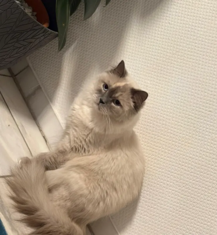 Coco, Hummelsbüttel