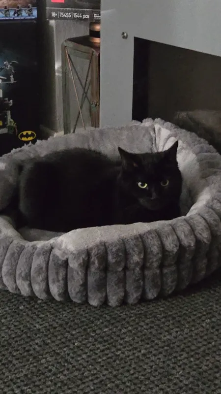 Nala, Ottensen