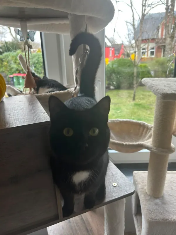 Freya, Hausbruch