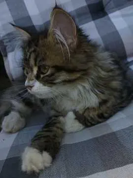 Theo, Dohna
