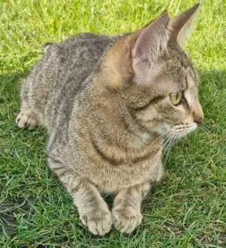 Carla, Rheinberg
