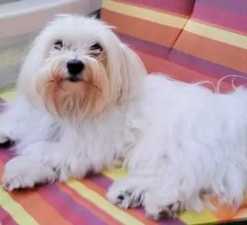 Charlie, Dörrenbach