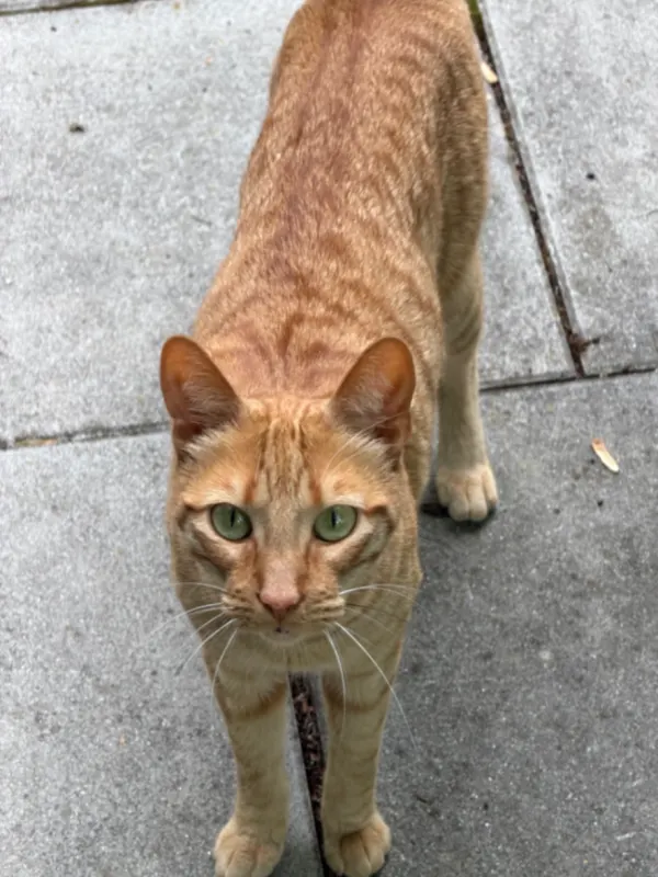 Ginger, Starnberg
